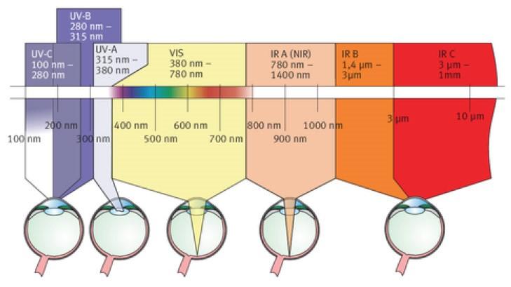 RESPONSE OF HUMAN EYE TO DIFFERENT WAVELENGTHS OF LIGHT Retina damage is often permanent and irreparable.
