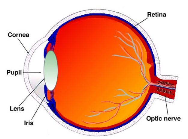 WHY WAVELENGTH MATTERS? Laser wavelengths longer than 1400 nm & shorter than 380 nm are strongly absorbed in the cornea and lens, not retina So damaging energy levels often do not reach the retina.