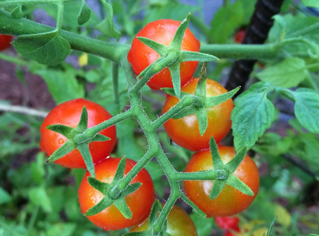 Narrowing down which varieties to plant can be challenging. Even more challenging is finding a tomato variety that meets the needs of the local market and is resistant to disease.