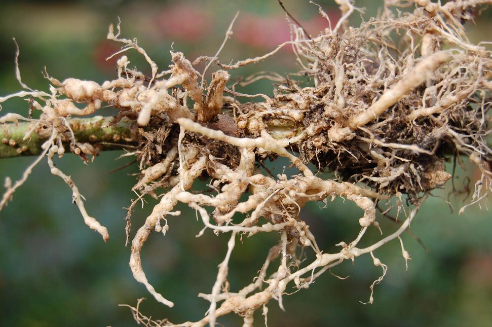 Southern Blight (Sclerotium rolfsii): Tomato plants begin to wilt during the hottest part of the day and show some recovery in the evening when temperatures drop.