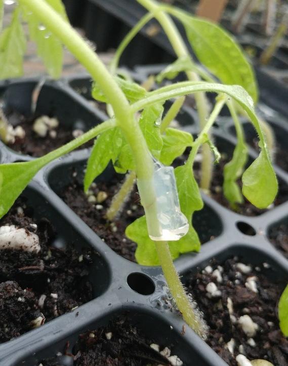 Grafting timing Grafting is done when the stem diameter of the seedlings is 1.