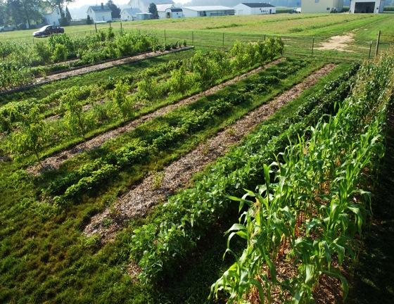 Goal - to determine optimal layout of an intensive fruit & vegetable polyculture system that mimics natural systems & can be used by the