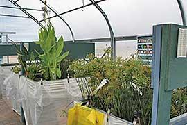 Research on AIS and horticulture trade Conducted in 2002 at U of MN Horticulture Department Assessed the