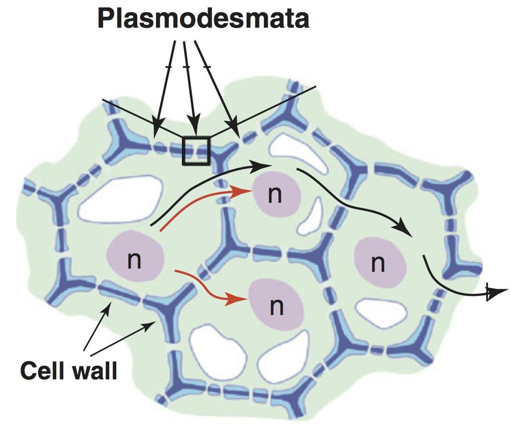 Plasmodesmata tiny channels connecting almost every cell Key elements for cell to cell communication Transport