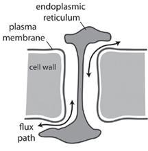 Plasmodesmata tiny channels connecting almost every cell Flattened endoplasmic reticulum (ER) runs through them How plasmodesmata form across existing