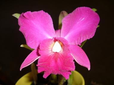 Sonoma County Orchid Society Annual BBQ & Auction Please come to the
