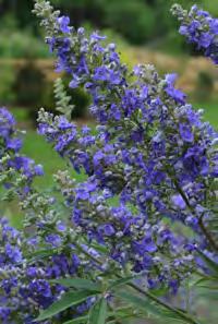 The fragrant flowers are attractive to butterflies, bees and hummingbirds. Vitex honey is highly prized. Flowers develop on new growth so pruning stimulates increased flowering.