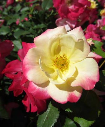 Rosa CA29 PPAF Campfire Rose An exciting rose from the Canadian Artist Rose series, Campfire has exceptional hardiness combined with eyecatching blooms and bright glossy foliage.