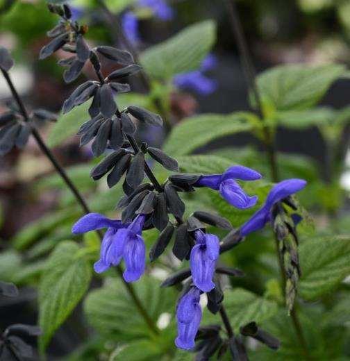 Black & Bloom Salvia Vegetative More impact than Black & Blue. Thicker leaf, bigger bloom, darker stem!