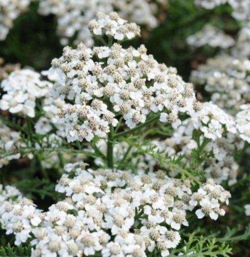 New Vintage Series Achillea Compact and heavy