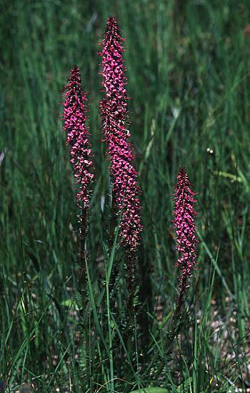 Elephant s Head Pedicularis groenlandica Range Mid-montane to alpine areas throughout western North America (1). Climate, elevation Middle to high elevations (1).