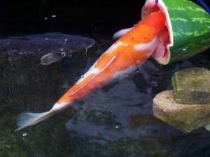 Page 6 Central California Koi Society Koi Food Breakdown By KHA We all enjoy the satisfaction of feeding our koi, but did you ever think, what is in this pellet food and is it really nutritious for