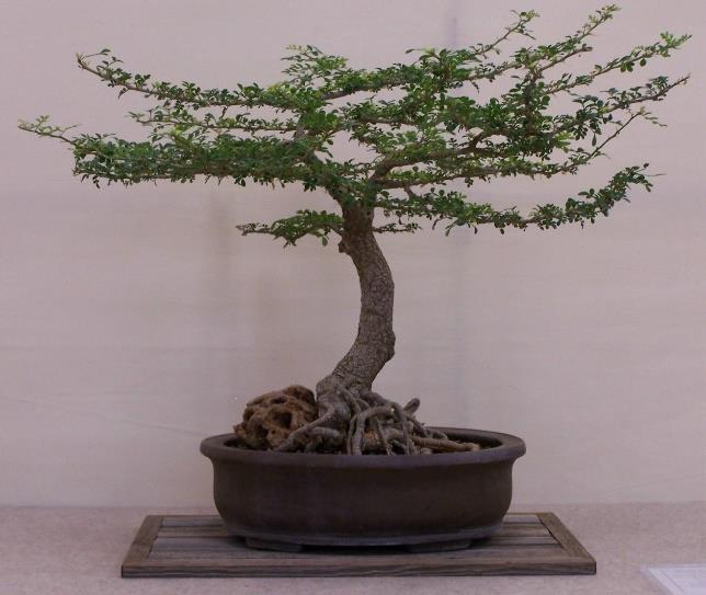 Please make plans to attend our July meeting. I m interested to learn more about deciduous trees for bonsai. I hope to see you all at our upcoming events.