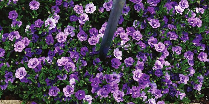 Double Amethyst, a core variety was one of the most dramatic petunias in the North Carolina trial with its tone-on-tone radiant shades of amethyst.