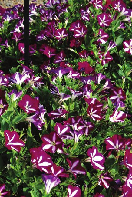 This series has generated strong sales for many seasons with its distinctive novelty bicolor flowers. It has application in quarts, gallons, and mixed containers and matures at 14 to 16 inches.