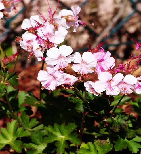 Shade Flower Color: Pale Pink Flower