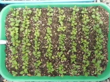 for true seed germination. However if a hydroponic system is available, use only washed sand.