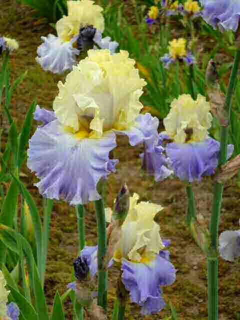 She sells Barry Blyth irises and has a wonderful selection of irises. The first irises that caught my eye were Gambling Man and Gentle Reminder.