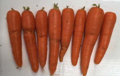carrots due to root