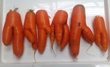 Forked or stubby carrots Forked carrots and stubby carrots were common in many crops harvested in 2017.