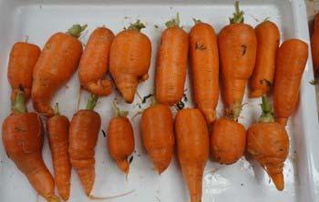 Carrot roots will become forked or stunted and stubby when the root tips are damaged at the seedling stage. The root tips may be damaged by disease, nematodes or physical barriers.