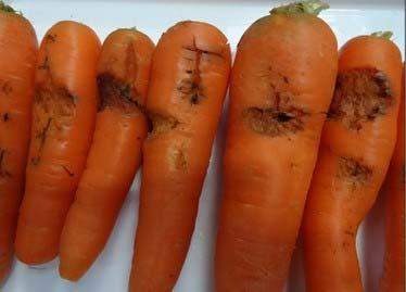 Carrot cavities This disorder describes carrots that have small or large cavities (Figure 2.7). The cavities did not resemble cavity spots caused by Pythium.