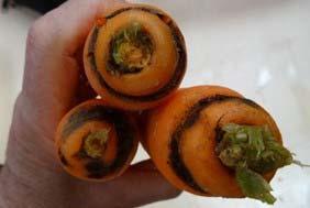 Carrot crown rots In 2017, approximately one third of the crops inspected had a relatively high incidence of crown rots.