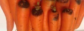 Carrots harvested late in autumn under relatively cool and wet conditions are more prone to this type of crown rot.