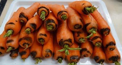 Ring crown rot may be seen as a partial or full concentric black ring just below carrot crowns.
