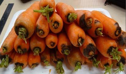 Soil crusting, soil compaction and wind damage to carrot tops are believed to be contributing factors to both the ring crown rot and smooth crown rot development in