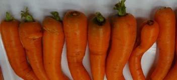 Apart from crown rots, misshapen carrots due to twisting of roots and forked or stunted carrots were also major causes of carrot waste that occurred in the field.