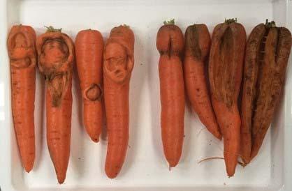 carrots (right) 9: