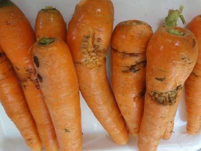 13: Carrot
