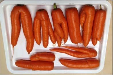 carrots (top)