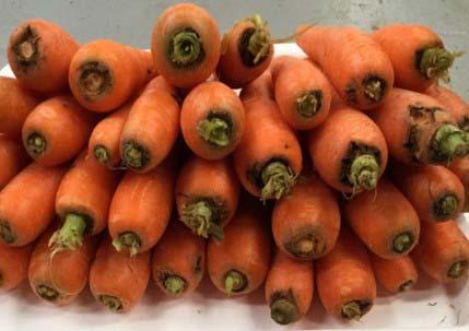 4.7 Crop 10 Almost all carrot waste in Crop 10 had corky crown rot (Figure 4.22).