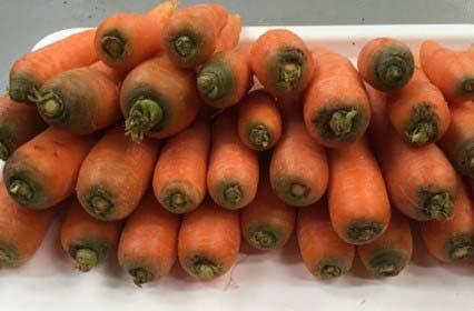 There were high levels of rounded stones in harvest bins. The relatively high incidence of carrots with green crowns indicated that the crowns were exposed to sunlight.