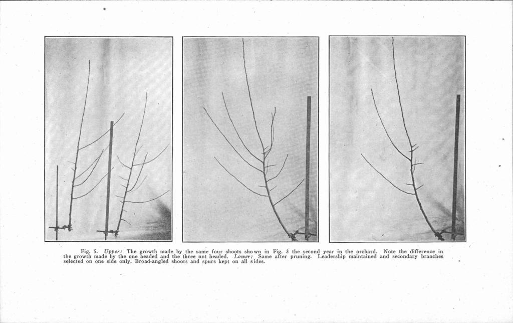 Fig. 5. Upper: The growth made by the Caine four shoots shown in Fig. 3 the second year in the orchard.