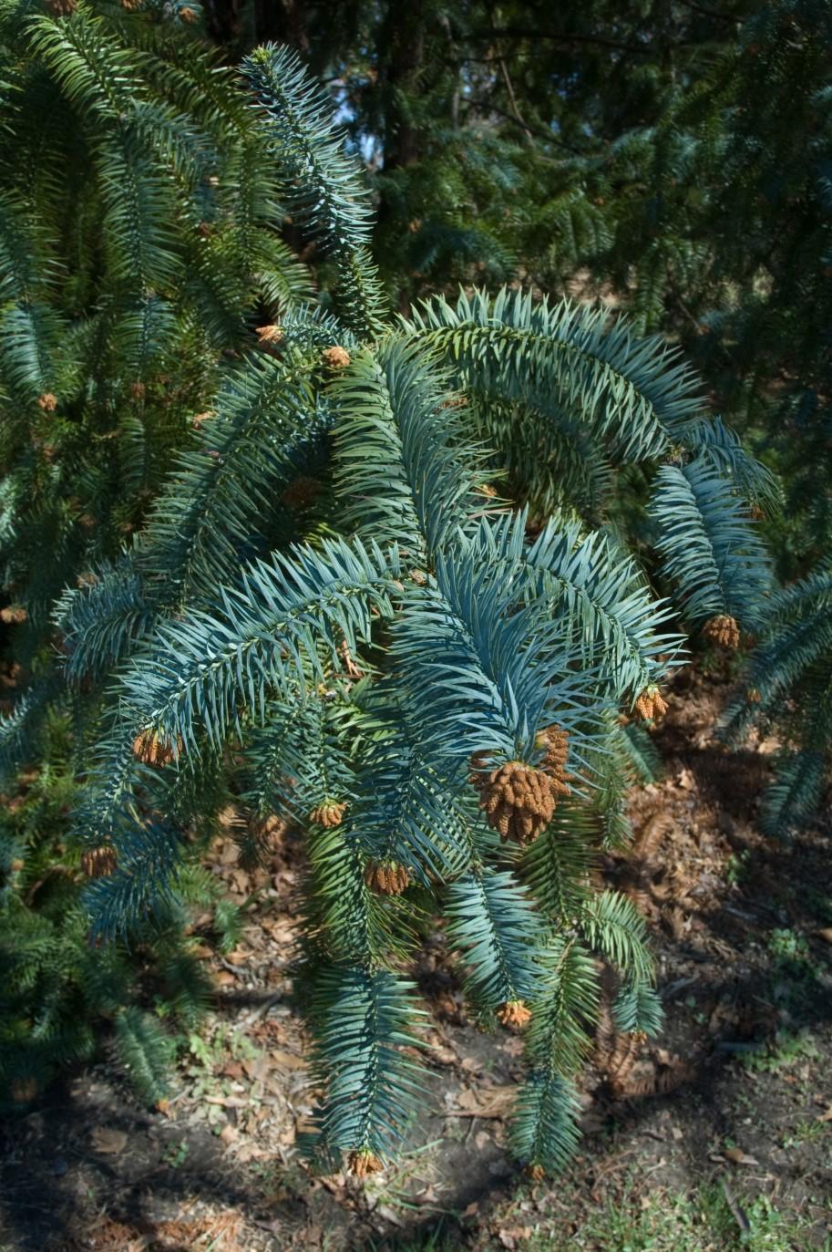 Page 11 Southeast Region Reference Garden Conifers in the Winter Landscape by Carl Simmons, Norfolk Botanical Garden Horticulturist If we were to play the word association game and I said conifer,