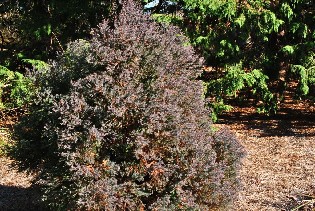 Here at Norfolk Botanical Garden s (NBG) Conifer Garden, we try to show our visitors the value conifers can provide in year-round color, dramatic differences in form, and winter interest.