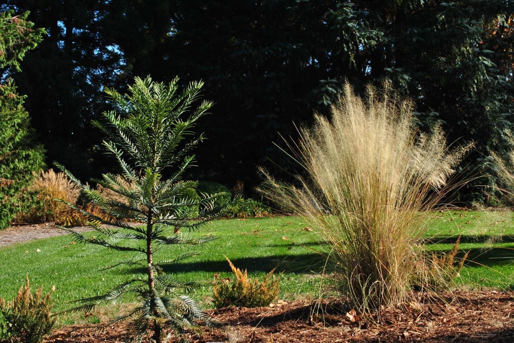 Page 12 (Continued from page 11) tree in mind if your garden has problems with drainage or flooding. Our newest addition to the conifer garden is the Wollemi pine (Wollemia nobilis).