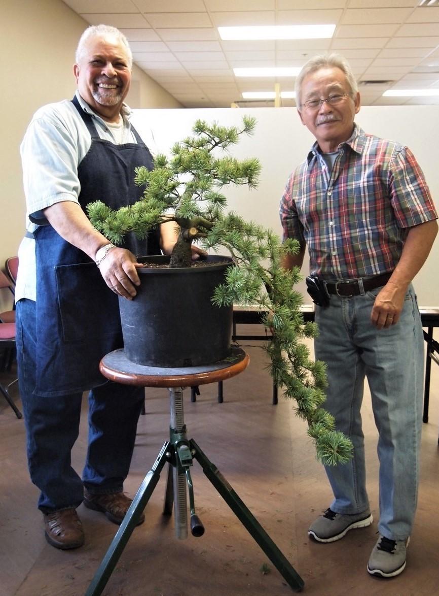 Three years ago, while I was still recuperating from hip replacement surgery, I was told by the people at the Walter Reed Center, that some of the dwarf conifers I had planted had to be removed