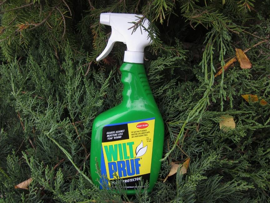 Evergreen Prep for Winter The Growing Place Although this fall has been unseasonably warm, it s just about the right time to start thinking about protecting your evergreen trees and shrubs.