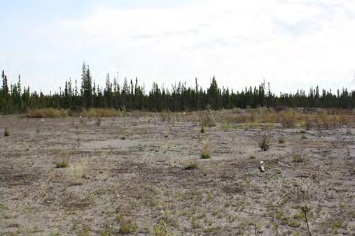 THE SITE INVERSION PAD (IPAD) The 1.4-hectare study site is located within a treed bog/ poor fen complex in the Peace River oil sands region (Figure 1).