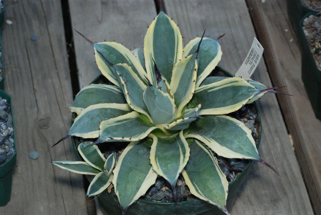 PLANT STUDY: by Elton Roberts Agave parryi compacta variegata marginata I think that the most popular of the small-variegated Agaves is Agave parryi compacta variegata marginata.