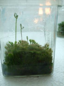with well-developed tentacles, each bearing a red droplet of digestive secretion. The green biomass of the Drosera plantlets grown on the rooting media was remarkably high (Fig.