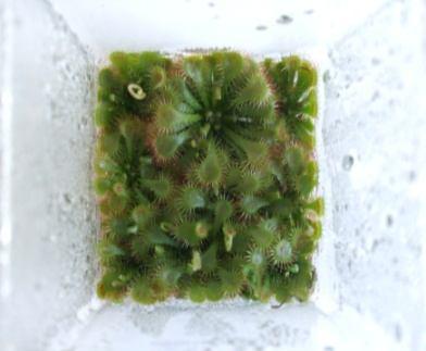 The Drosera plantlets also rooted on liquid hormone-free MS medium containing perlite as substrate; rooting percentage was also 100 %, but the plantlets were less robust than in media