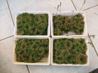 Acclimation in hydroculture was entirely successful in the case of Drosera plantlets cultured on modified MS media with low amounts of