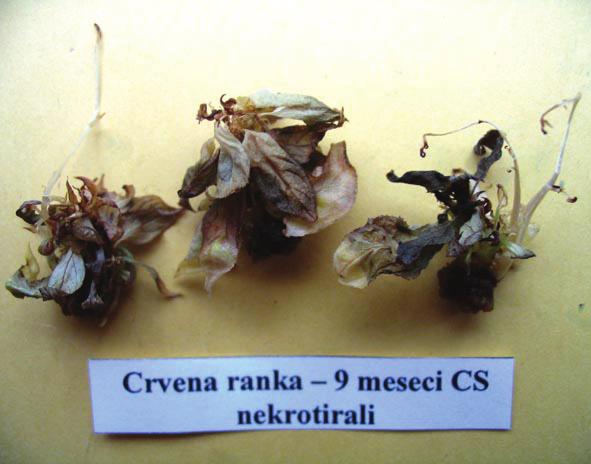 , 1992), etc. The occurrence of this in microplants is probably stressinduced owing to the lack of dormancy, which was noticed by Borkowska (1986).