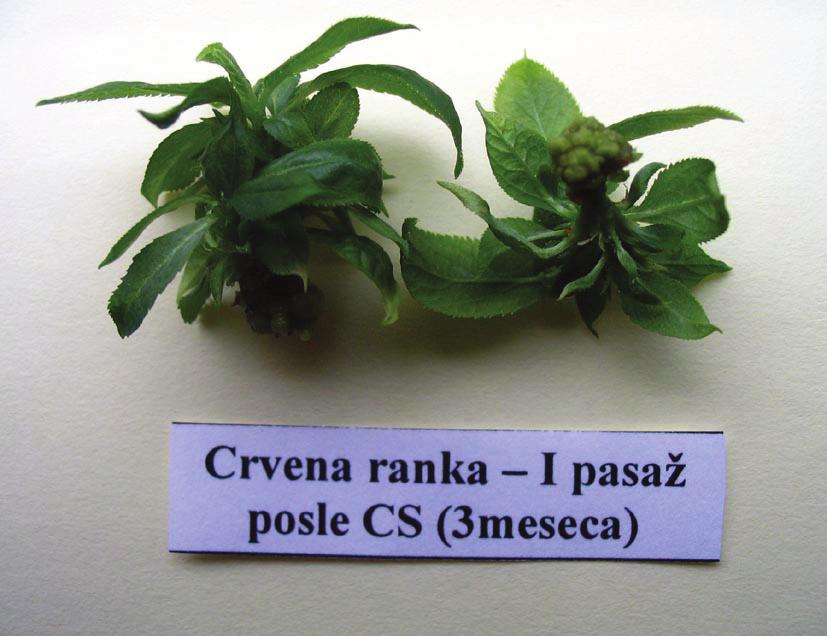 multiplication rates (Popescu et al., 2004). According to Klavina et al. (2003), raspberry cultures, e.g. grown under cold storage conditions were less resistant to cold than cherries, and these differences were shown by enzyme activities as well.