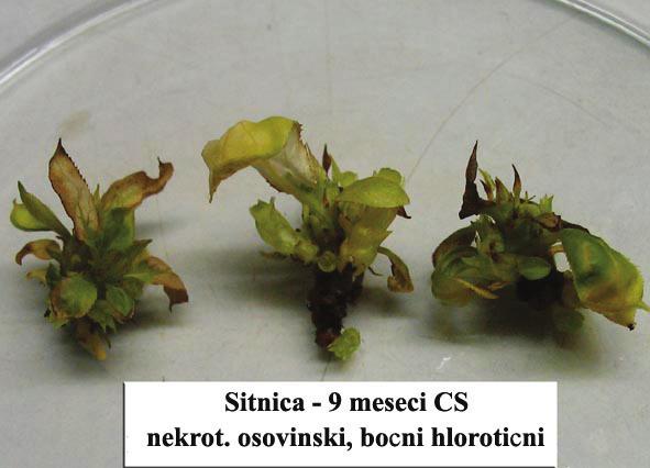 Viability of cv Sitnica for further propagation after 3 (a), 6 (b) and 9 (c) months of CS and after CS (d) ly for 10 months in our lab in the same conditions (Ružić and Cerović, 1990).